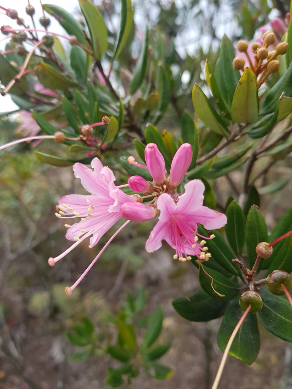 Bejaria aestuans Mutis ex L.