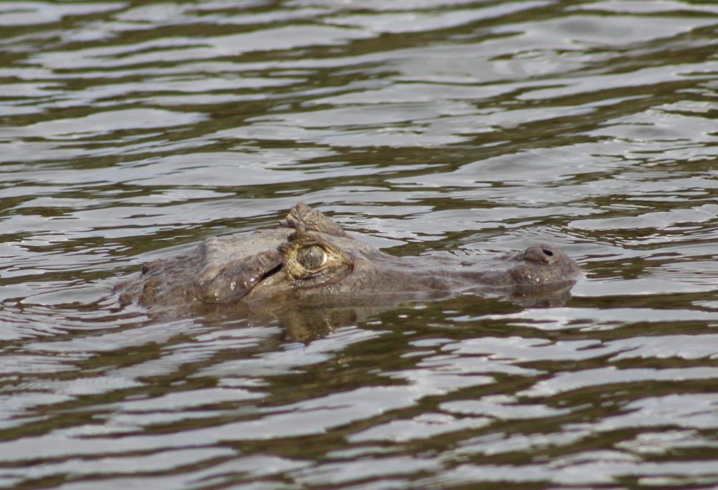 Caiman crocodilus