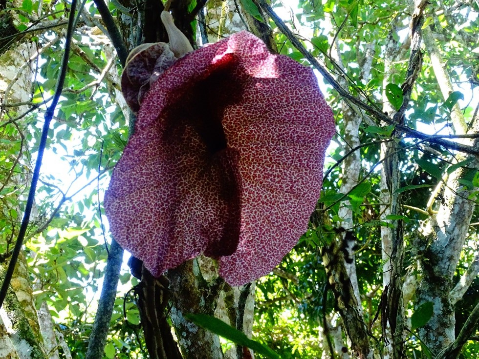 Aristolochia sp.